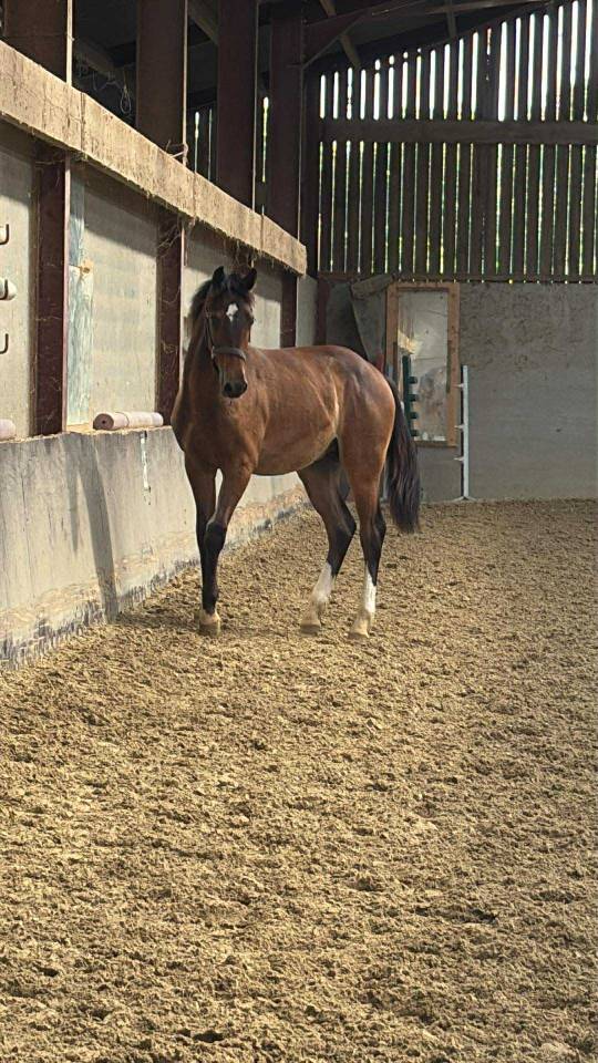 Colt Selle Français For sale 2024 Bay