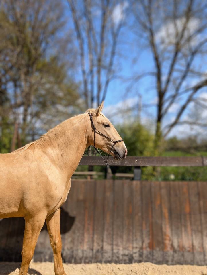 Entire PRE Pure Spanish Bred For sale 2022 Palomino