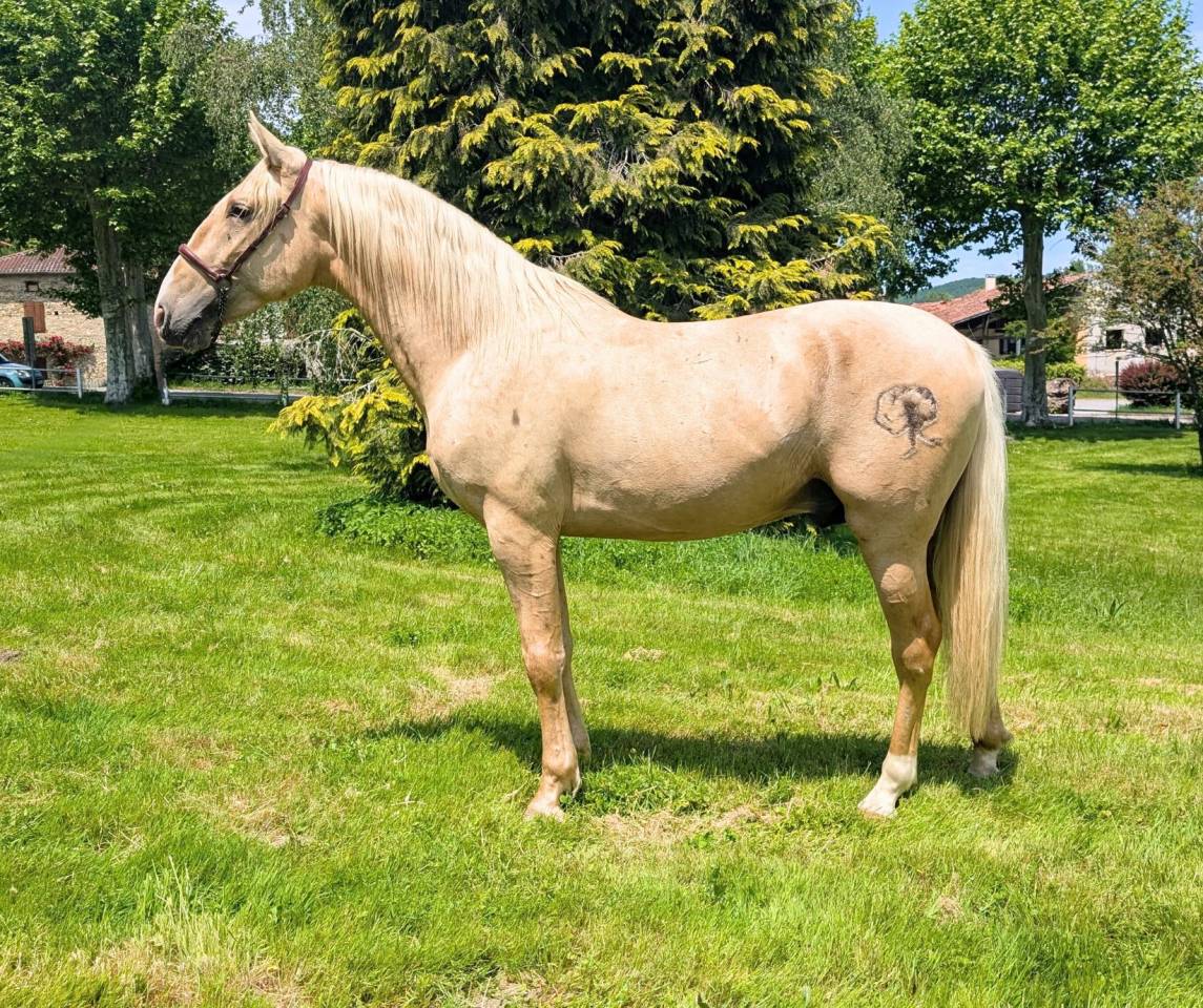Entire PRE Pure Spanish Bred For sale 2022 Palomino