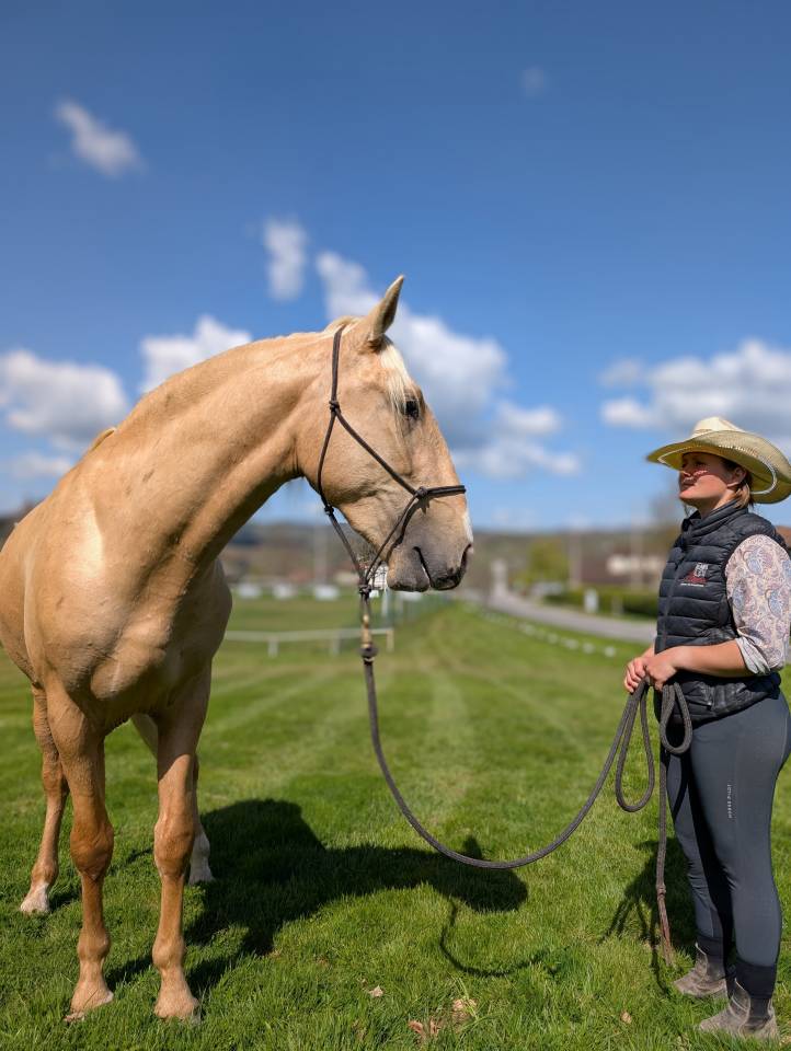 Entire PRE Pure Spanish Bred For sale 2022 Palomino