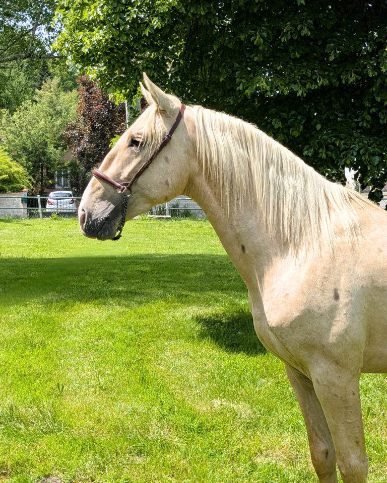 Entire PRE Pure Spanish Bred For sale 2022 Palomino