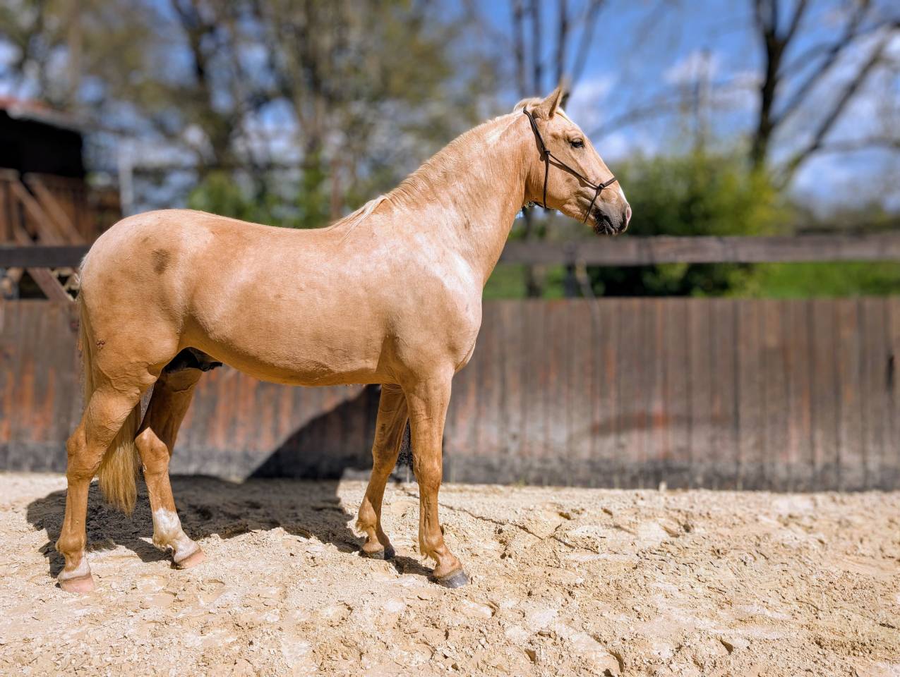 Entire PRE Pure Spanish Bred For sale 2022 Palomino