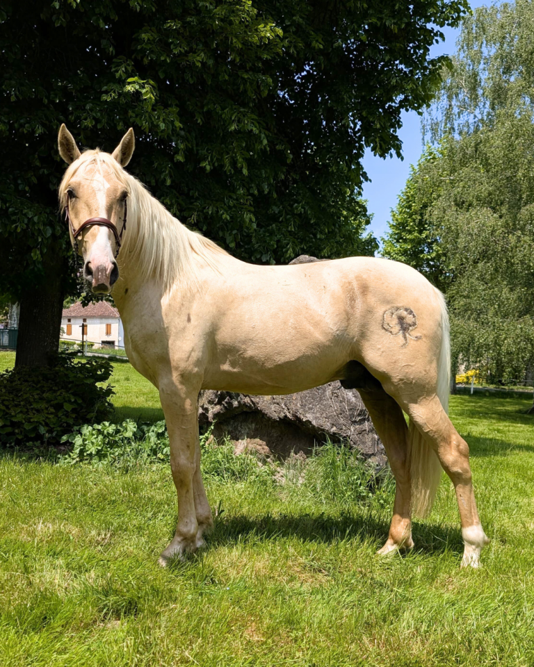 Entire PRE Pure Spanish Bred For sale 2022 Palomino