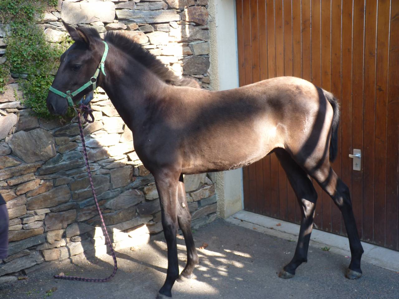 Entire Lusitano For sale 2025 Black