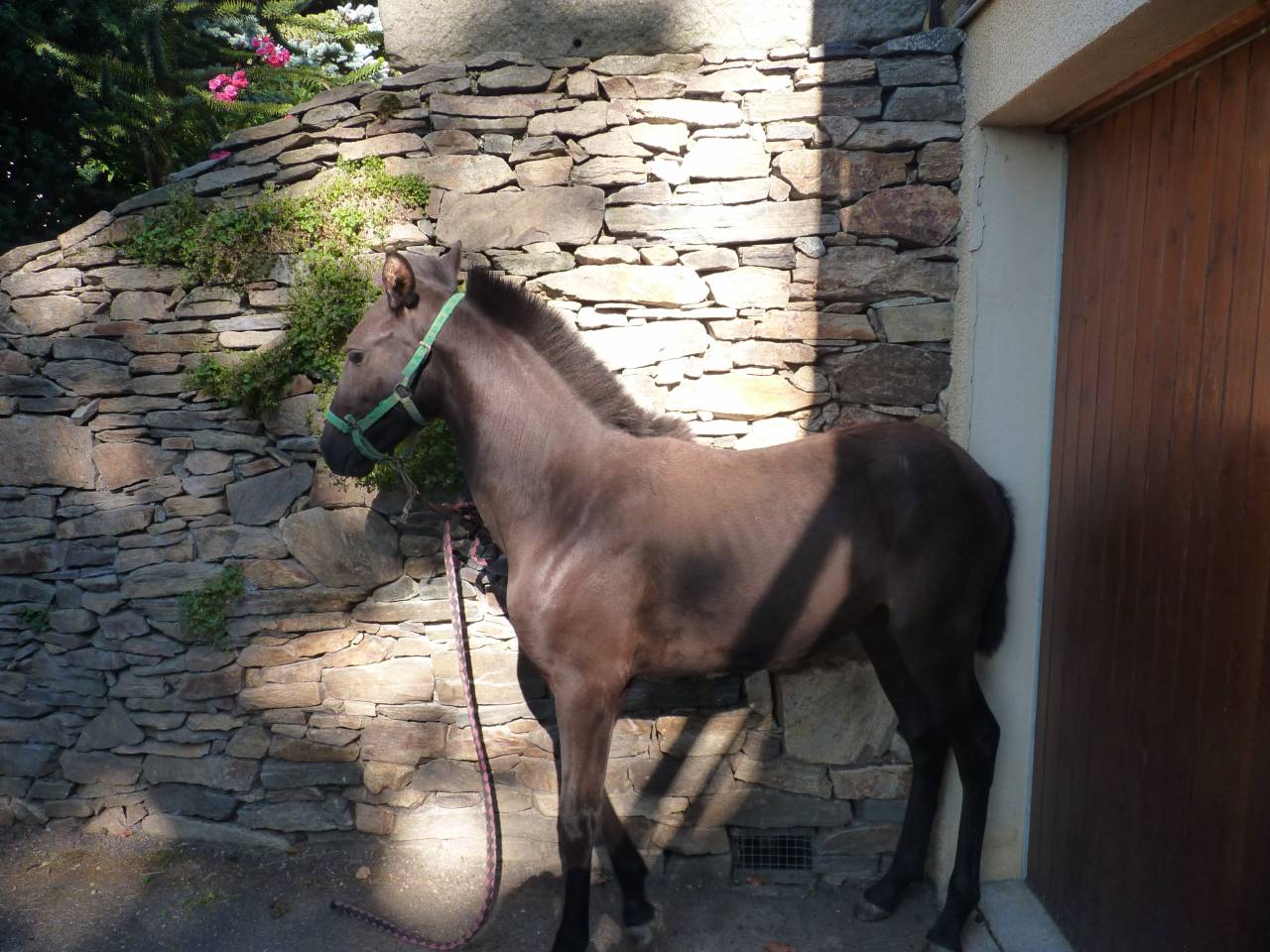 Entire Lusitano For sale 2025 Black