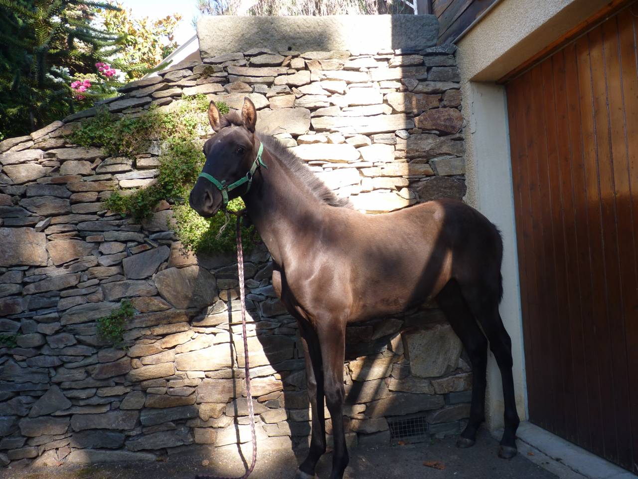 Entire Lusitano For sale 2025 Black