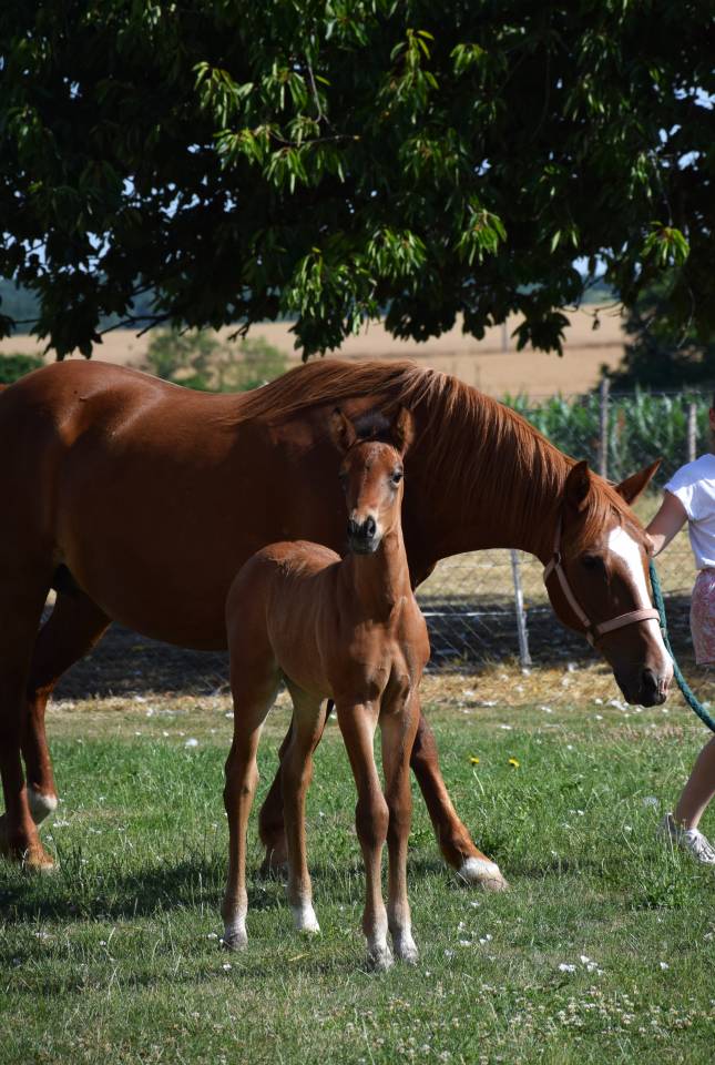 Colt French Saddle Pony For sale 2025 Dark Bay