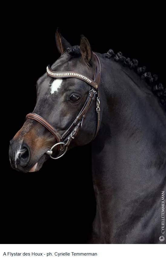 Colt French Saddle Pony For sale 2025 Dark Bay