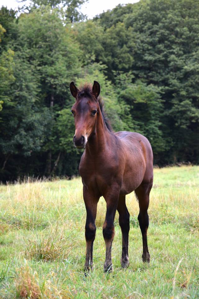 Colt French Saddle Pony For sale 2025 Dark Bay