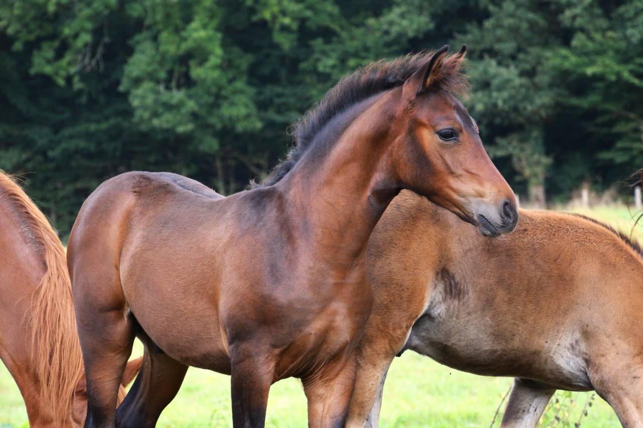 Colt French Saddle Pony For sale 2025 Dark Bay