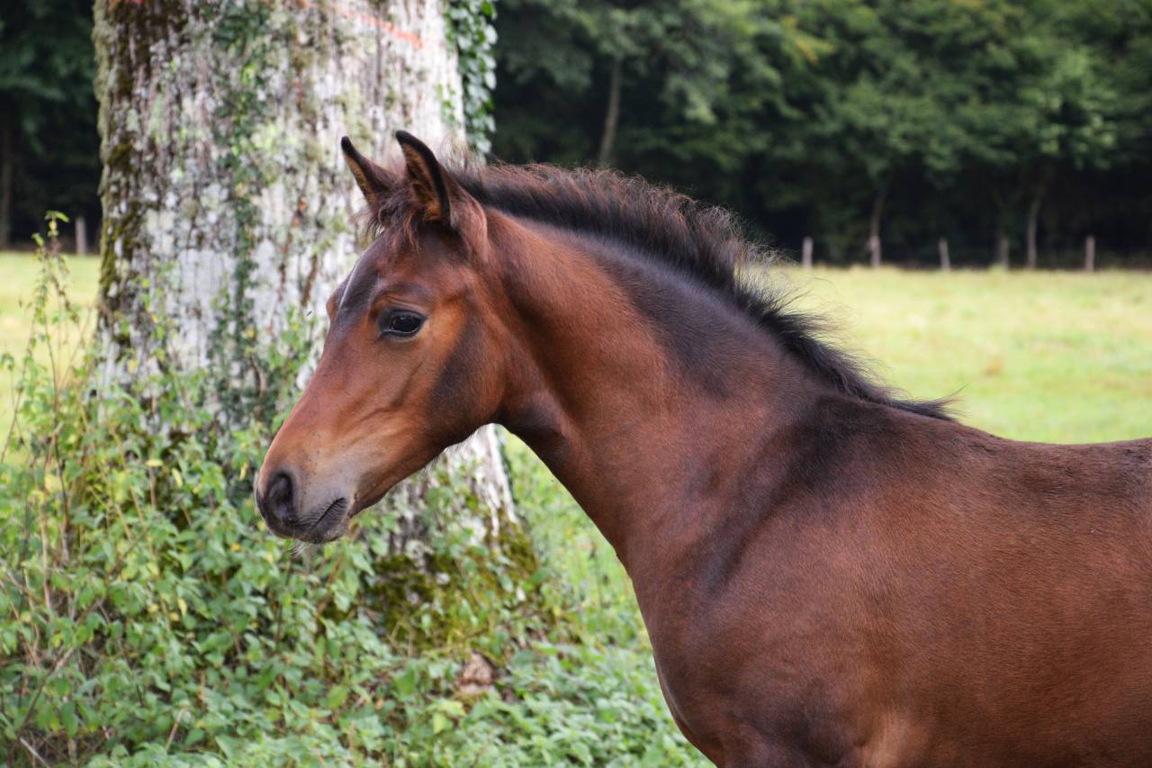 Colt French Saddle Pony For sale 2025 Dark Bay