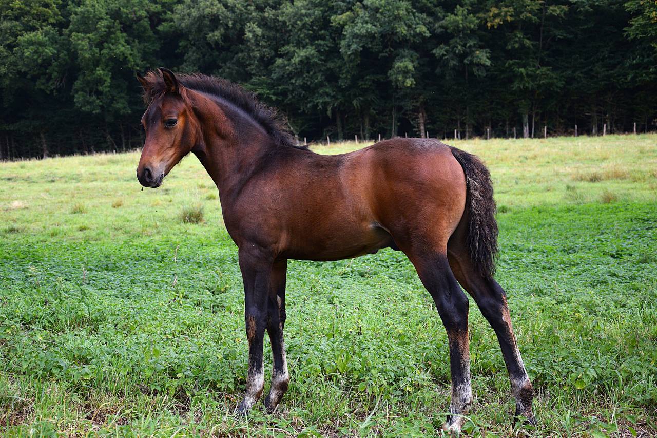 Colt French Saddle Pony For sale 2025 Dark Bay