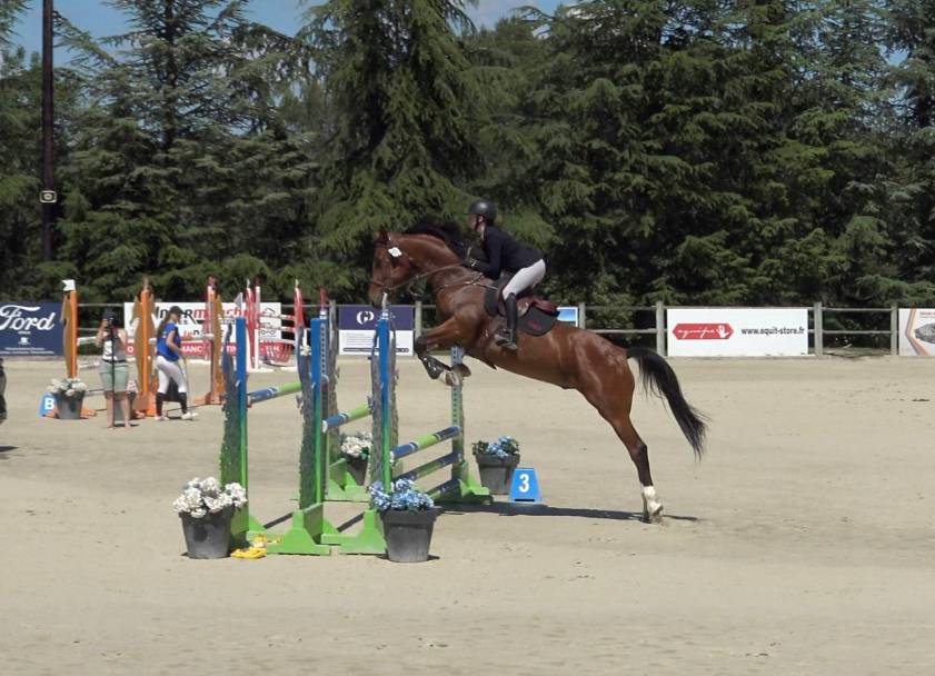 Gelding Selle Français For sale 2015 Bay