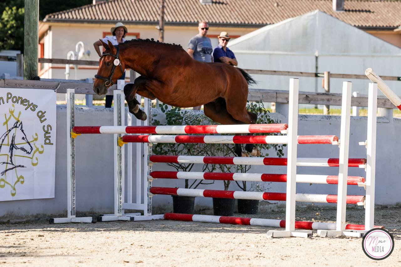 Entire French Saddle Pony For sale 2022 Bay