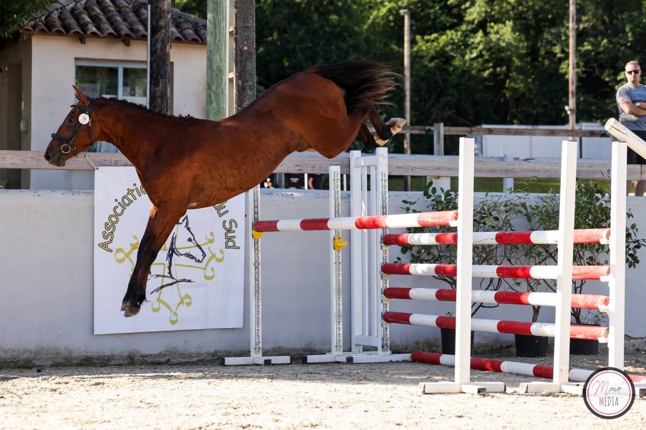 Entire French Saddle Pony For sale 2022 Bay