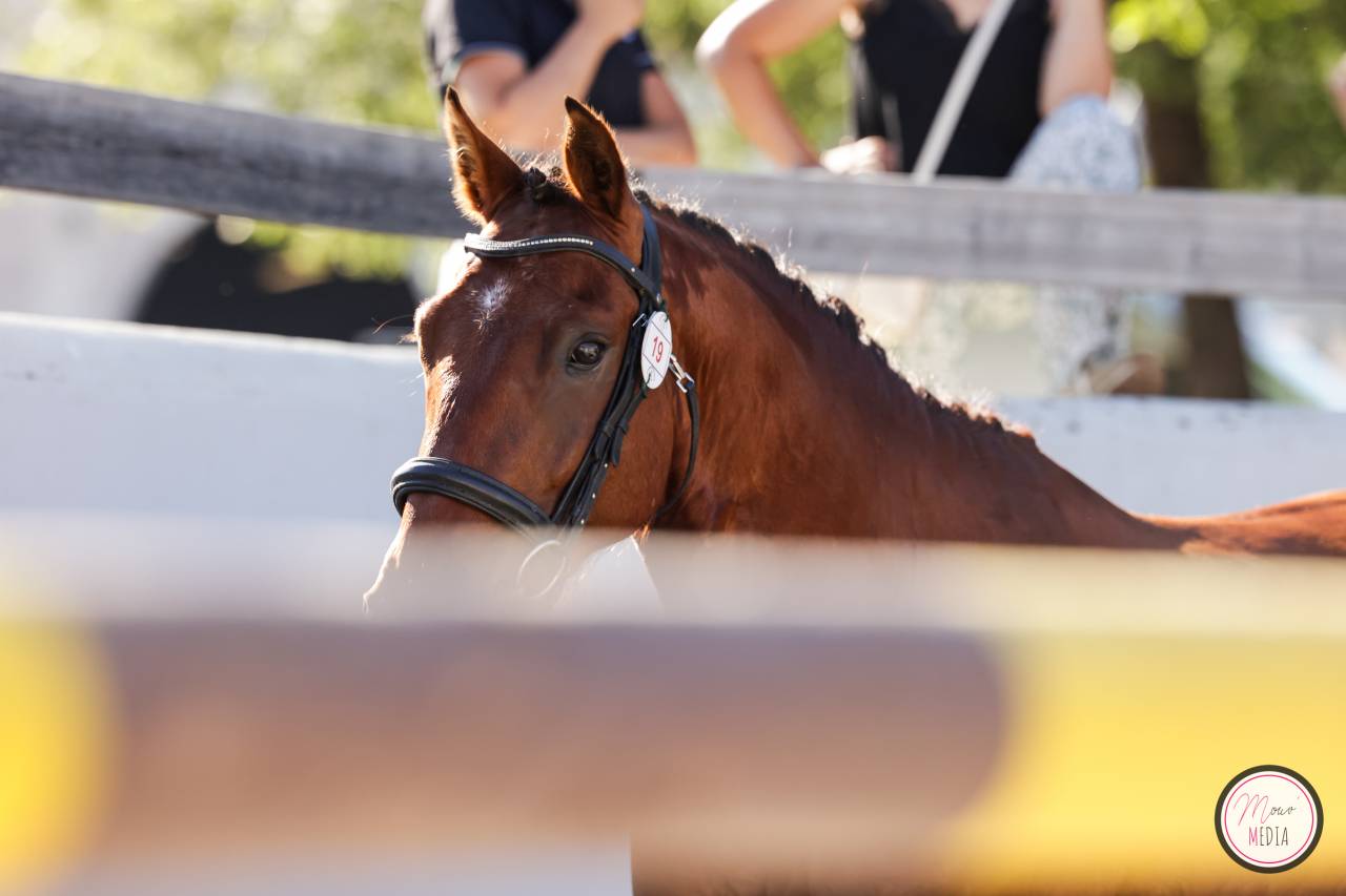 Entire French Saddle Pony For sale 2022 Bay