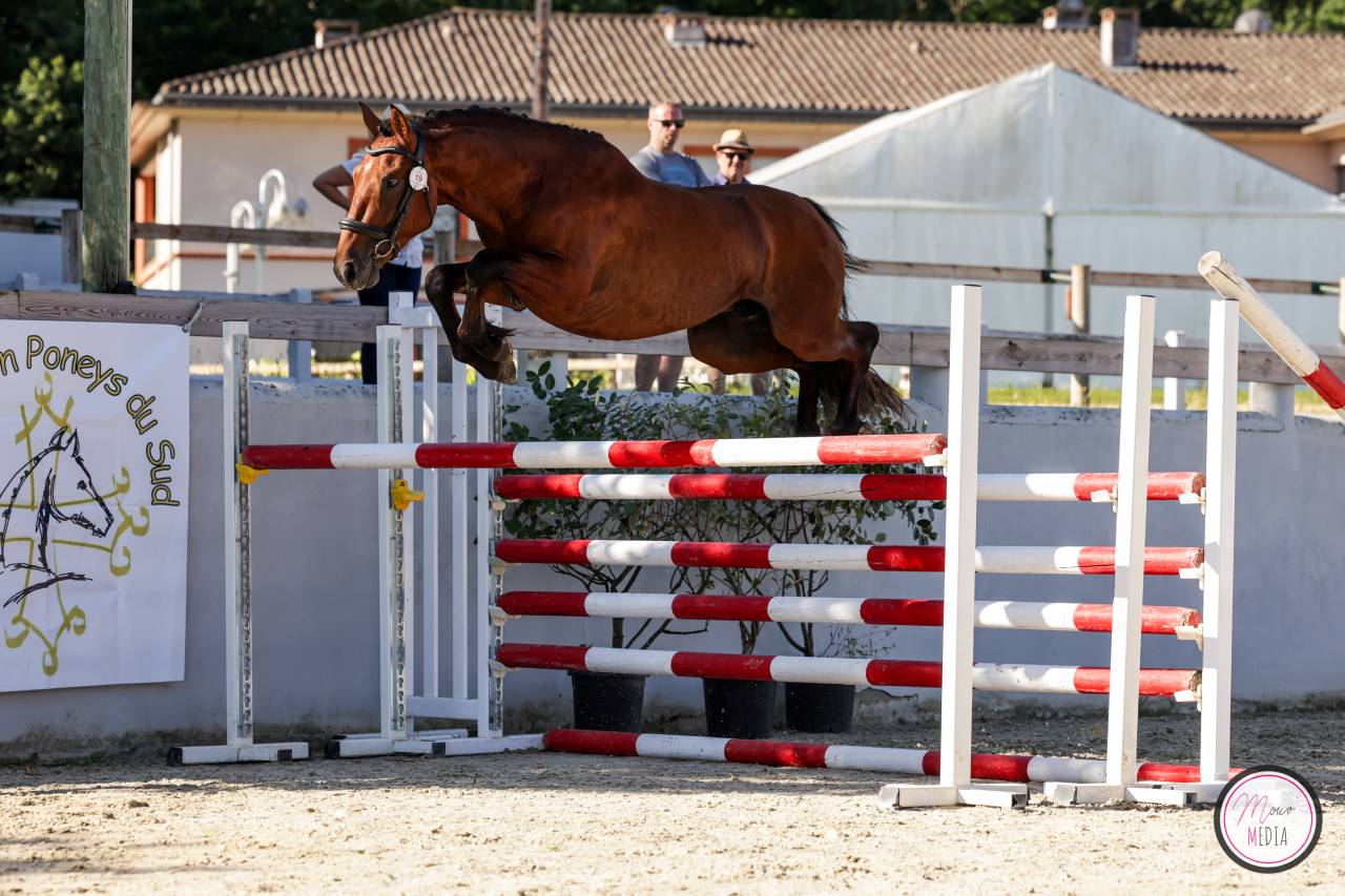 Entire French Saddle Pony For sale 2022 Bay