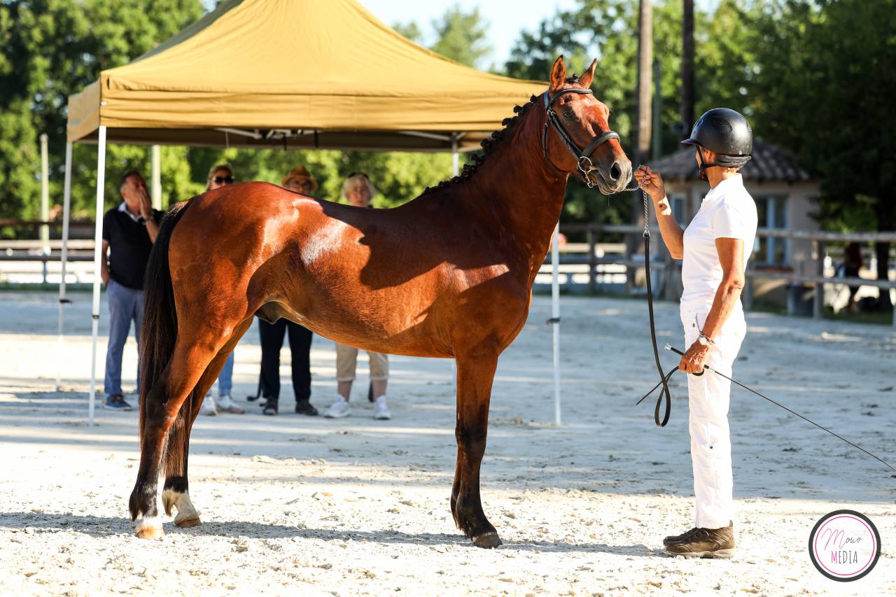 Entire French Saddle Pony For sale 2022 Bay
