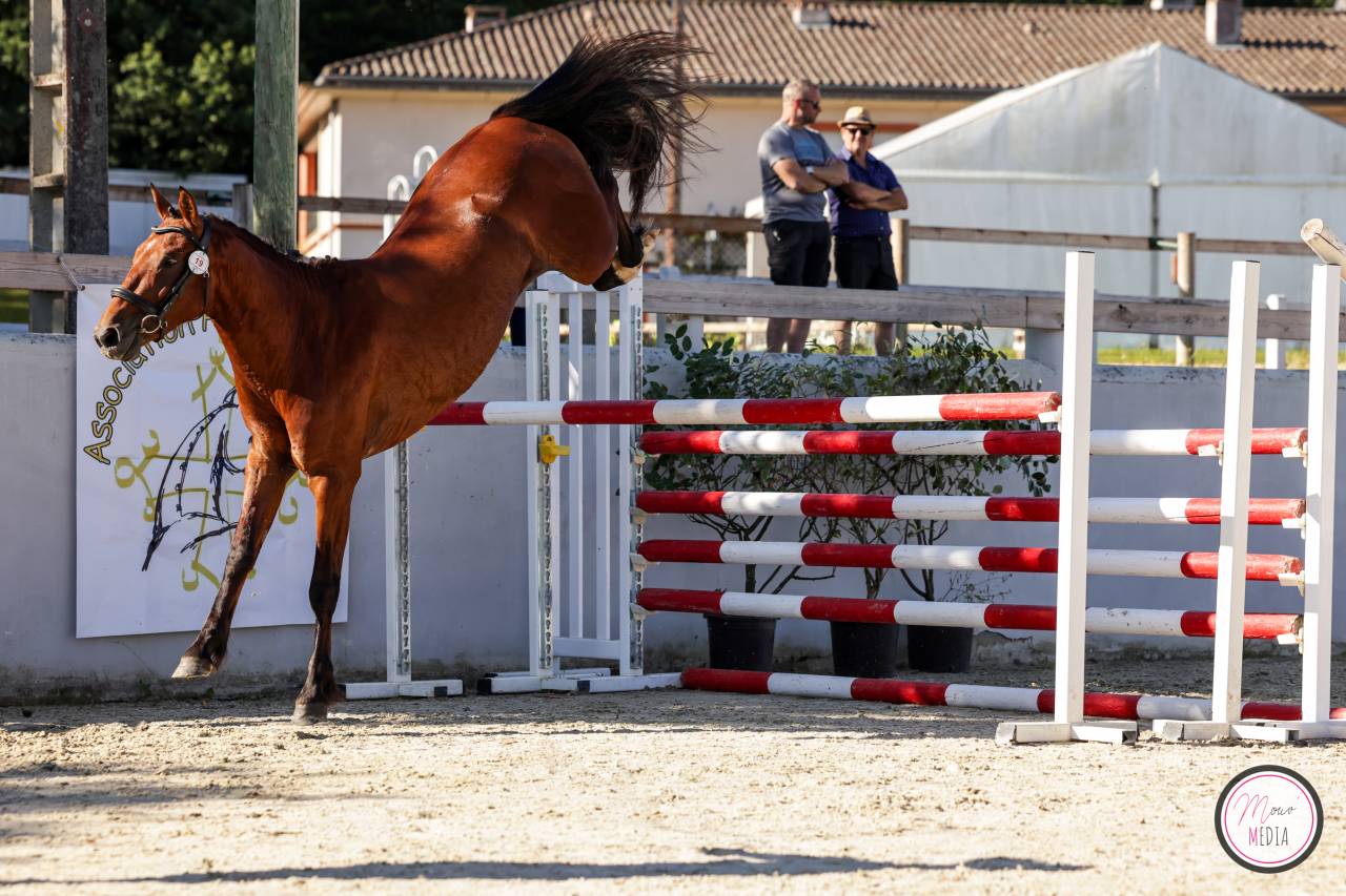 Entire French Saddle Pony For sale 2022 Bay