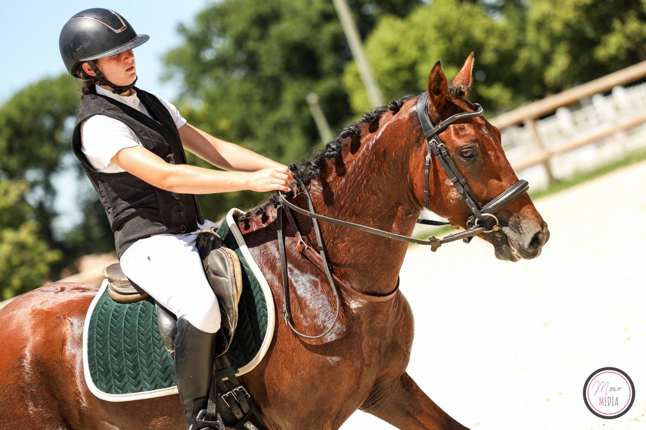 Entire French Saddle Pony For sale 2022 Bay