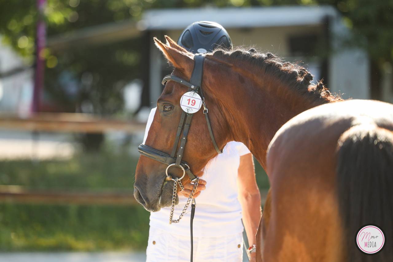 Entire French Saddle Pony For sale 2022 Bay