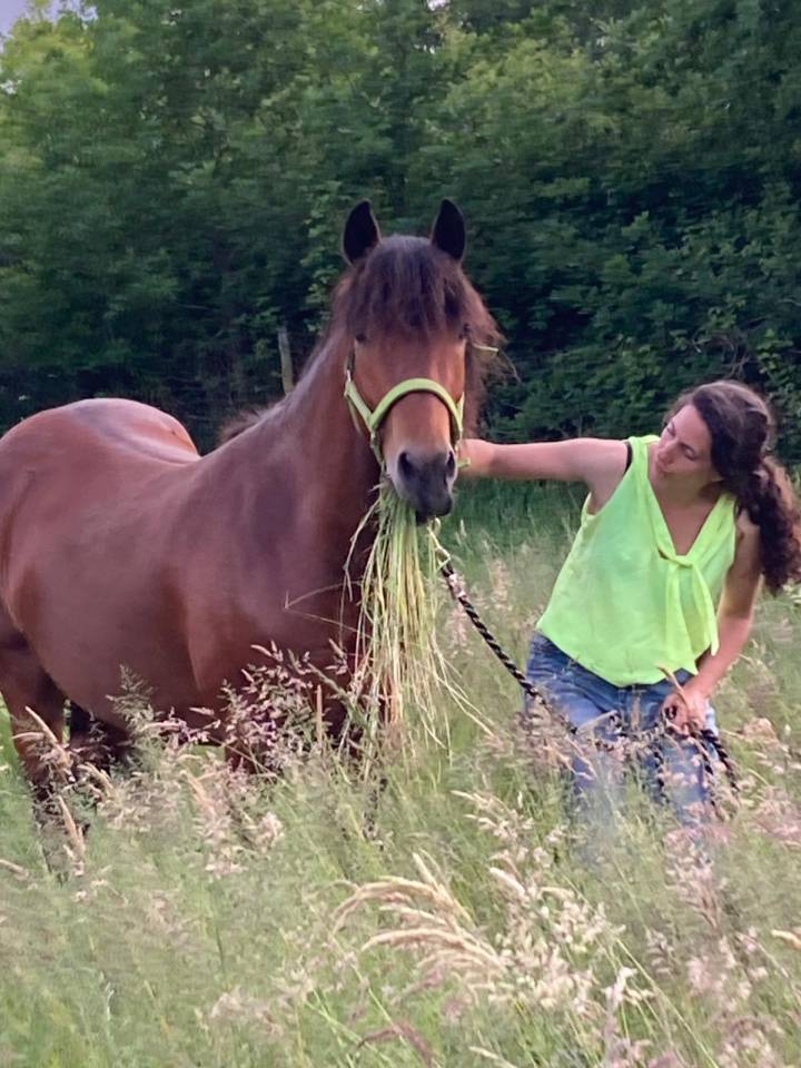 Gelding New Forest For sale 2022 Bay