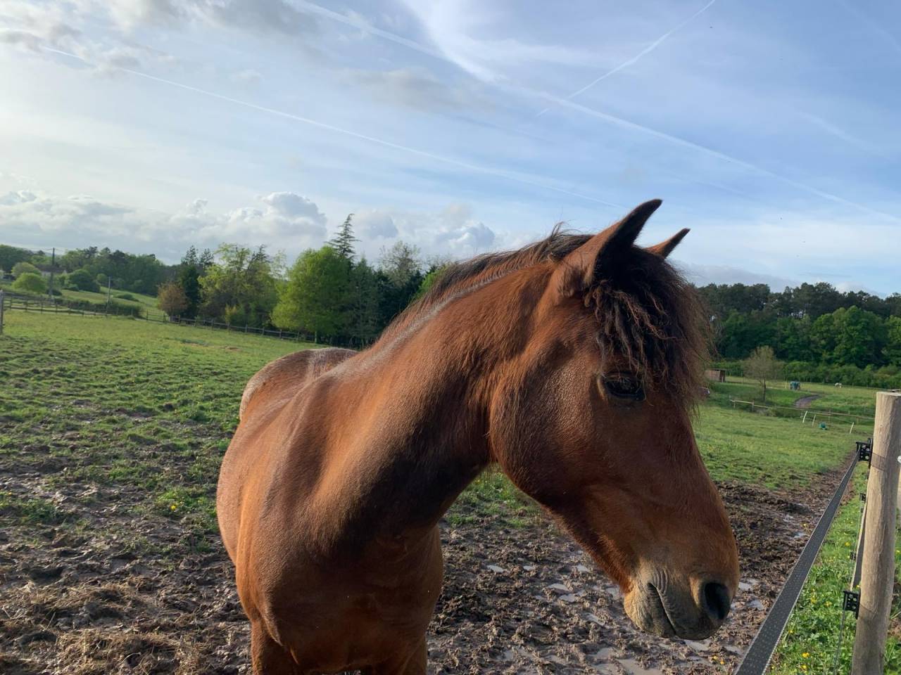 Gelding New Forest For sale 2022 Bay