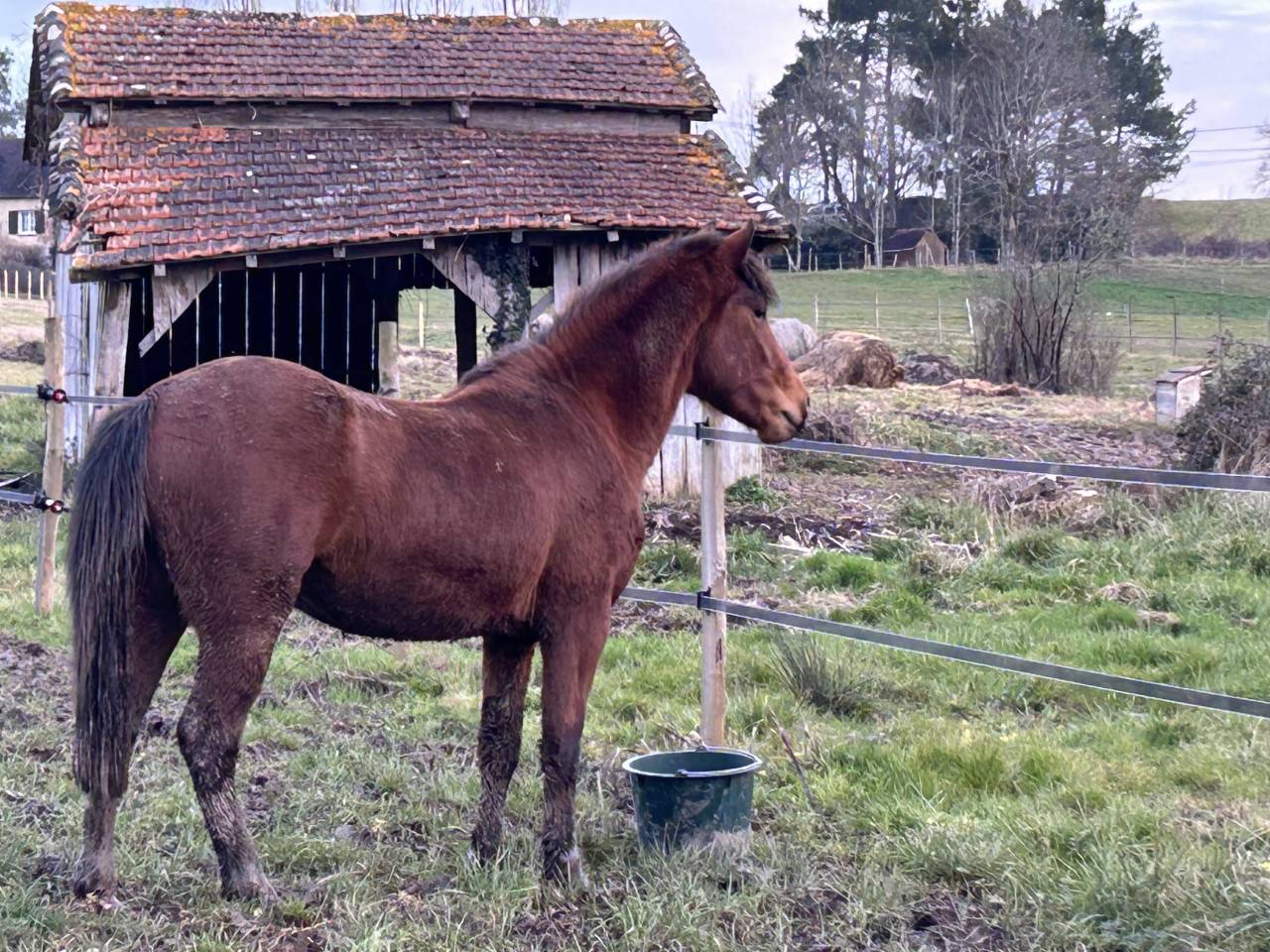 Gelding New Forest For sale 2022 Bay