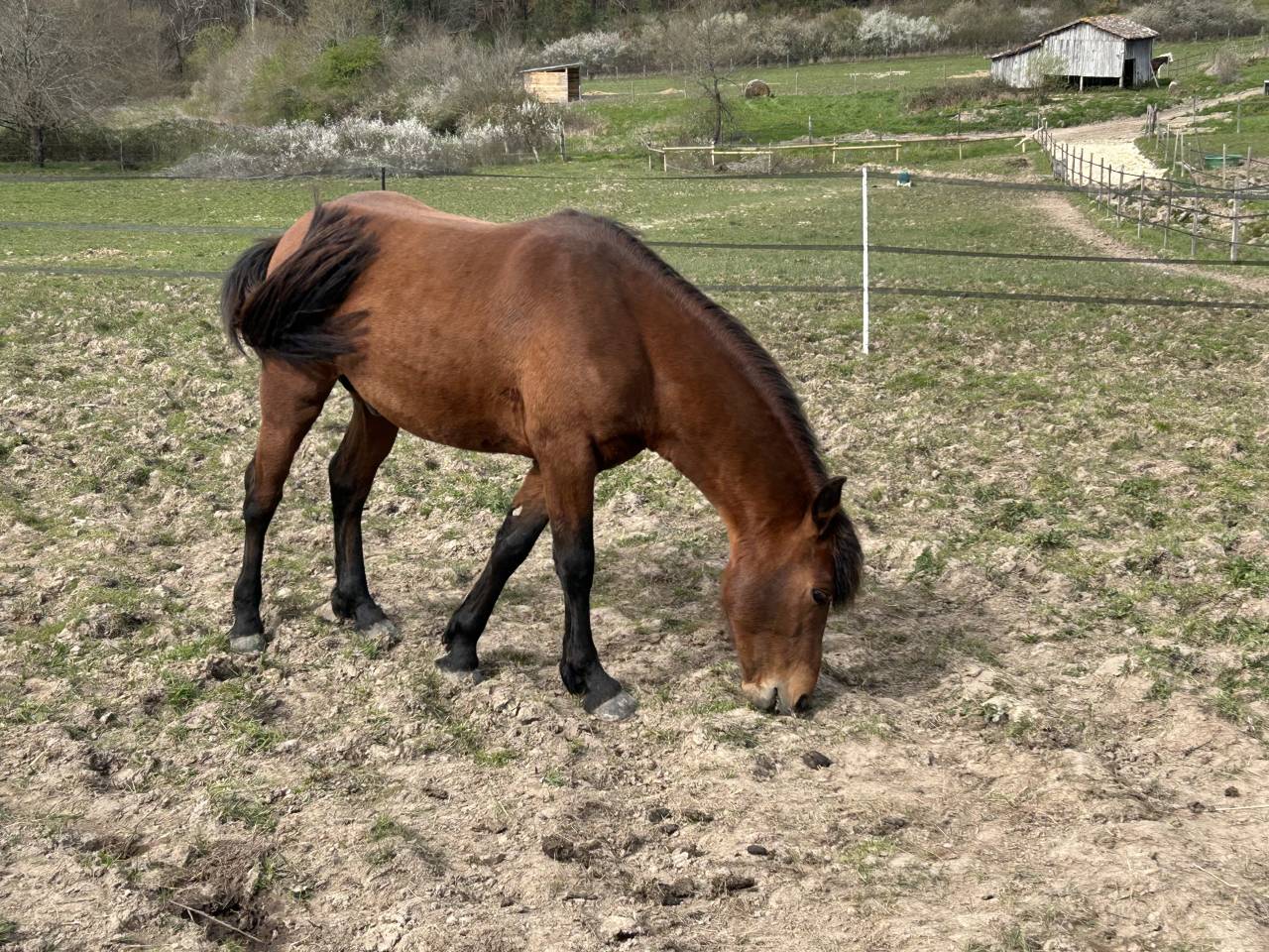 Gelding New Forest For sale 2022 Bay