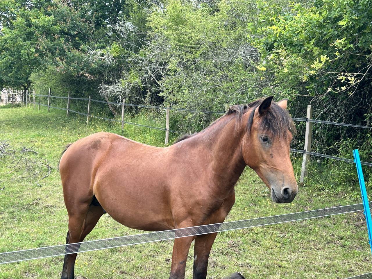 Gelding New Forest For sale 2022 Bay
