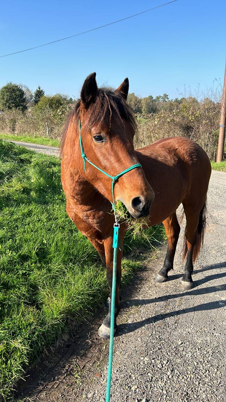 Gelding New Forest For sale 2022 Bay