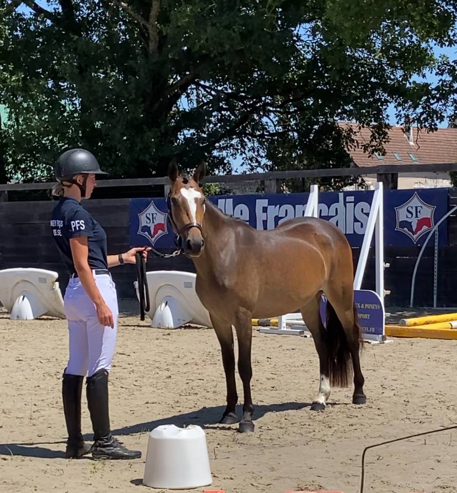 Filly French Saddle Pony For sale 2023 Bay