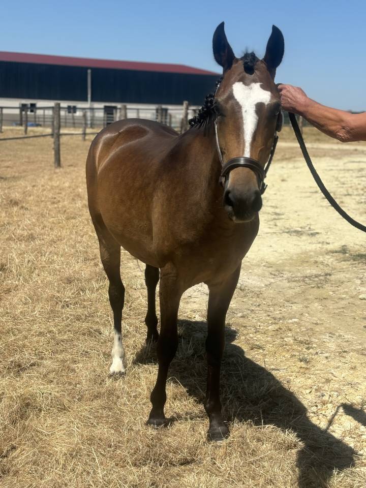 Filly French Saddle Pony For sale 2023 Bay