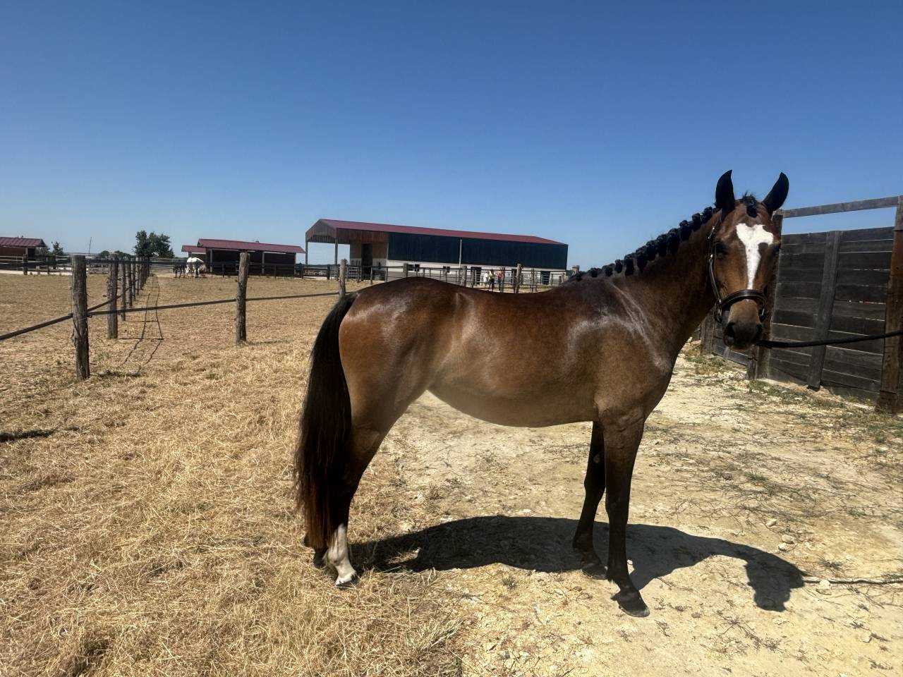 Filly French Saddle Pony For sale 2023 Bay