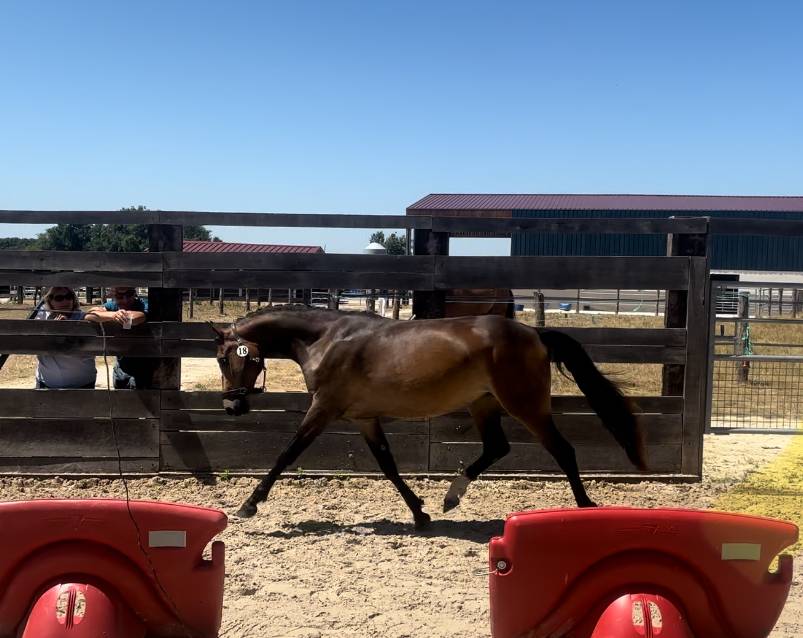 Filly French Saddle Pony For sale 2023 Bay