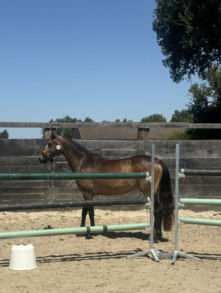 Filly French Saddle Pony For sale 2023 Bay