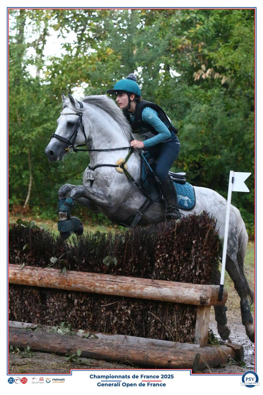 Stallion Connemara For sale 2014 Grey