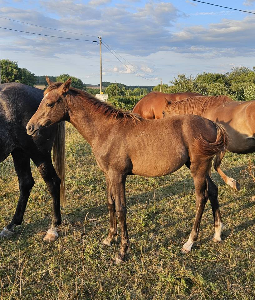 Filly Arabian Thoroughbred For sale 2025 Grey