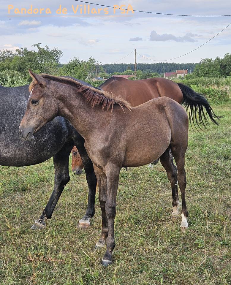 Filly Arabian Thoroughbred For sale 2025 Grey