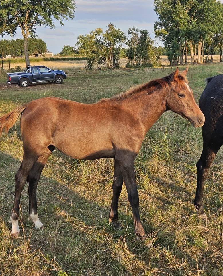 Filly Arabian Thoroughbred For sale 2025 Grey