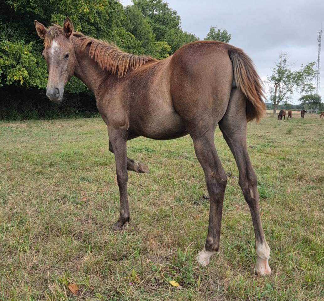 Filly Arabian Thoroughbred For sale 2025 Grey