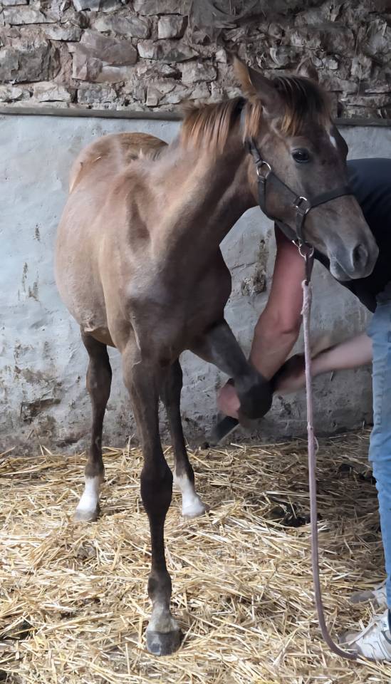 Filly Arabian Thoroughbred For sale 2025 Grey