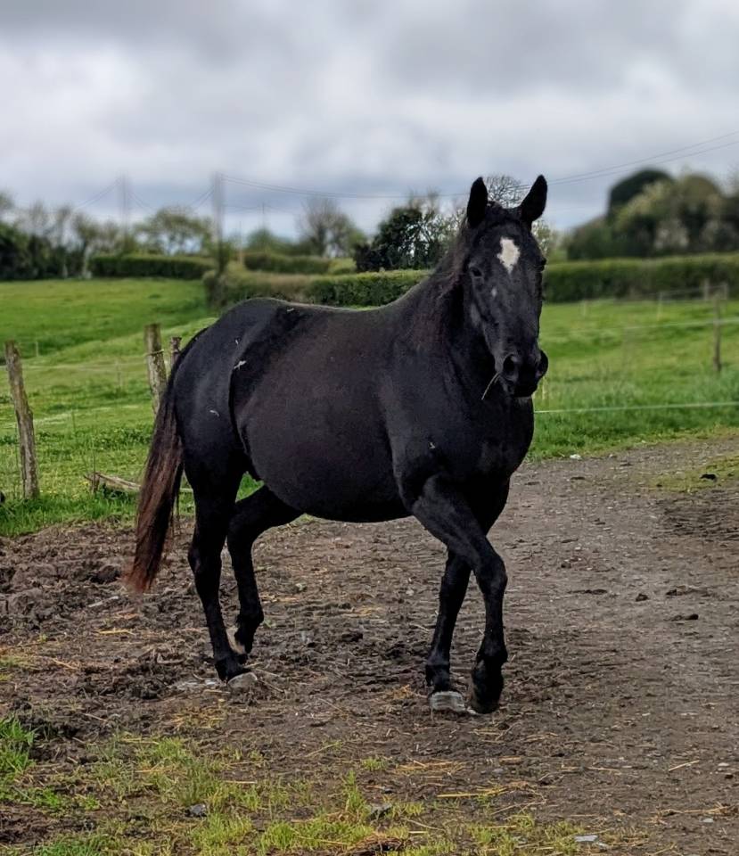 Mare Paint For sale 2015 Black