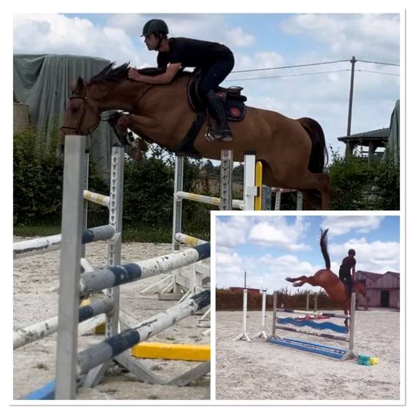 Mare Zangersheide For sale 2020 Chesnut