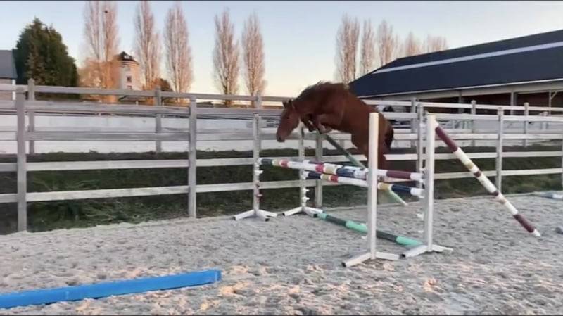 Mare Zangersheide For sale 2020 Chesnut