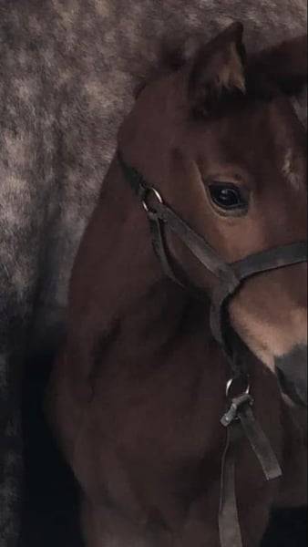 Mare Zangersheide For sale 2020 Chesnut