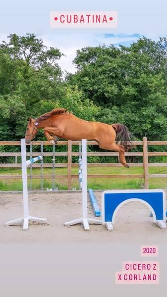 Mare Zangersheide For sale 2020 Chesnut