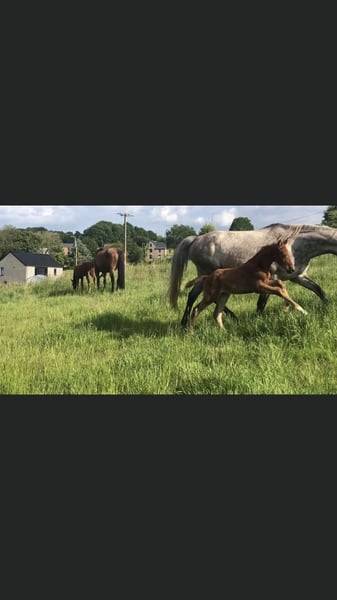 Mare Zangersheide For sale 2020 Chesnut