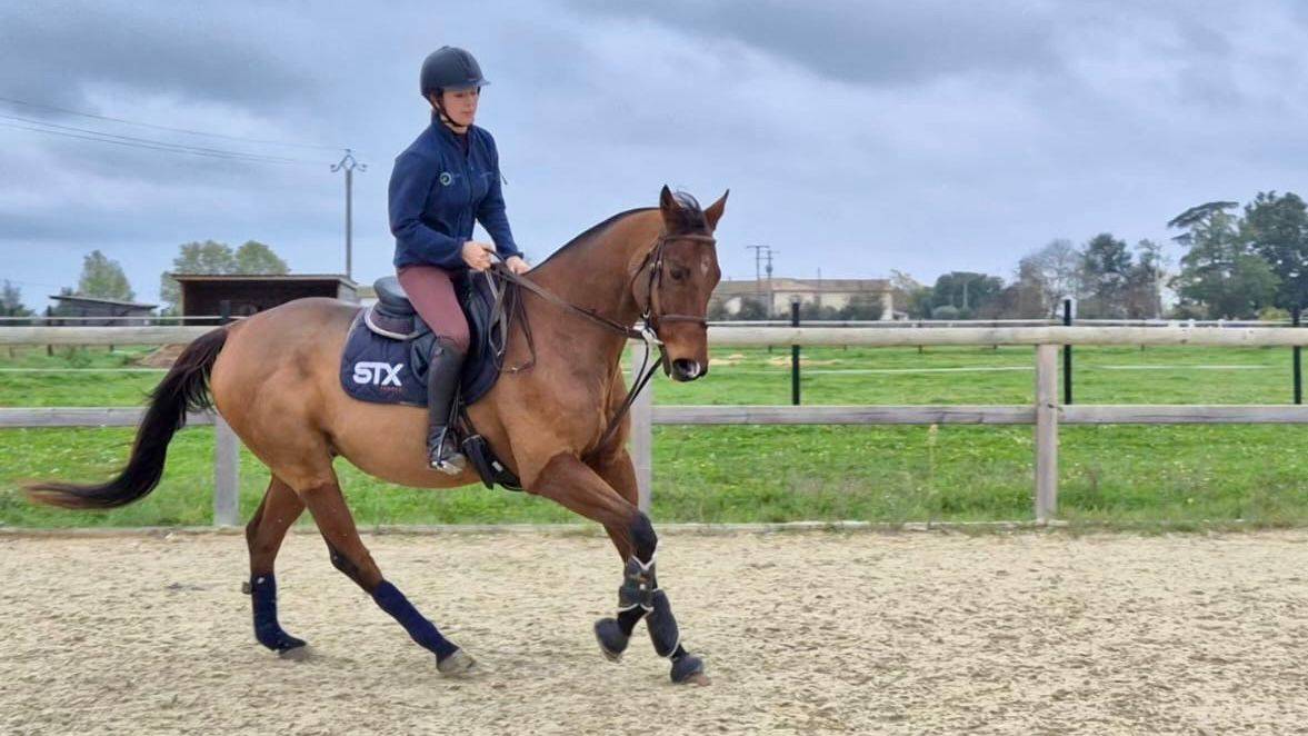 Gelding Anglo-Arabian For sale 2013 Bay