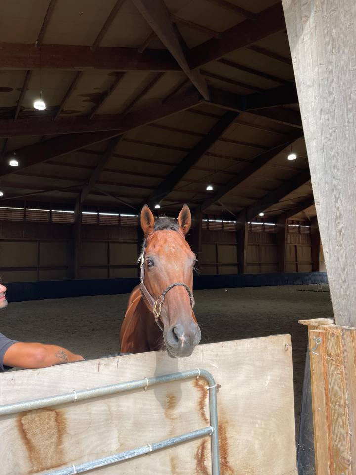 Gelding Anglo-Arabian For sale 2013 Bay